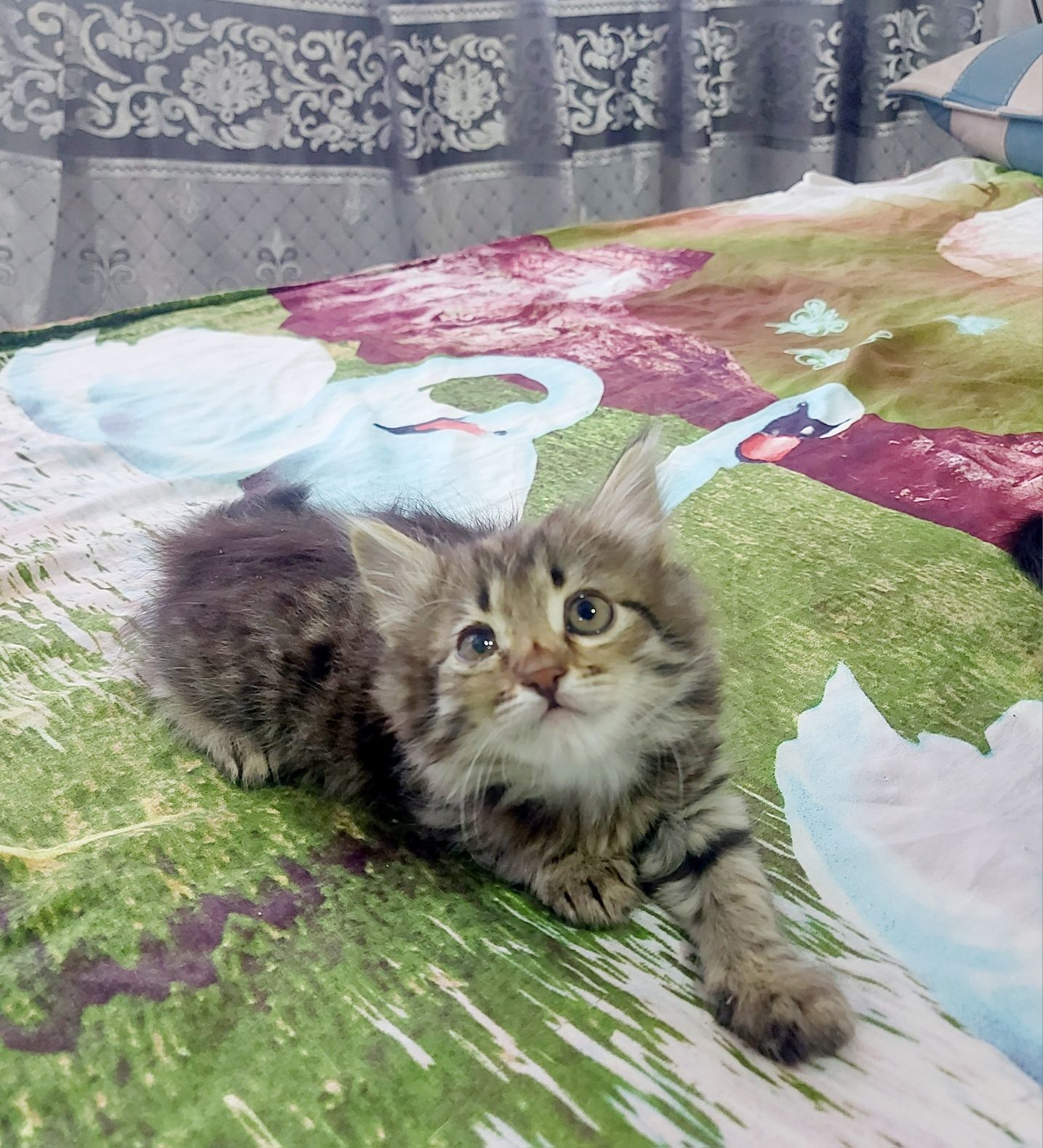 Игривые и милые котята