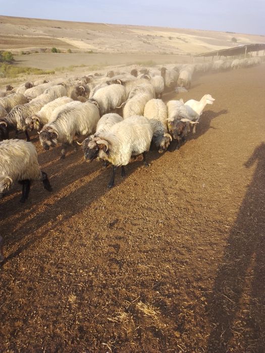 Vând oi bune tinere de ales din 250 sunt 100 12 milioane negociabil
