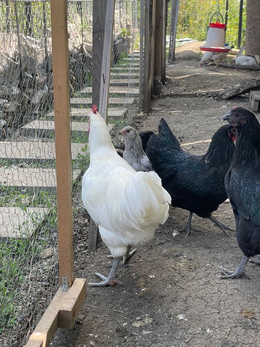 Cocosi Australorp negru si alb, 8 luni