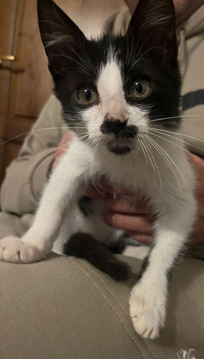 pisica așteaptă să fie adoptata și iubița