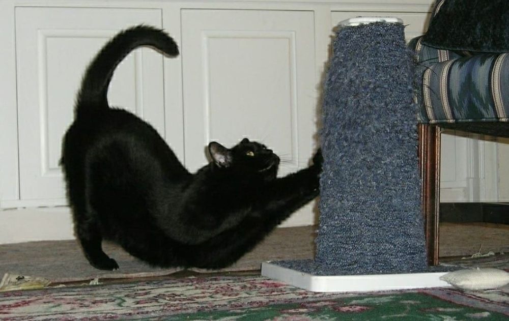 Кошечка Багира с доставкой!