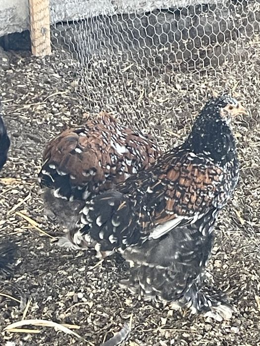 Puicute brahma gold si portelan