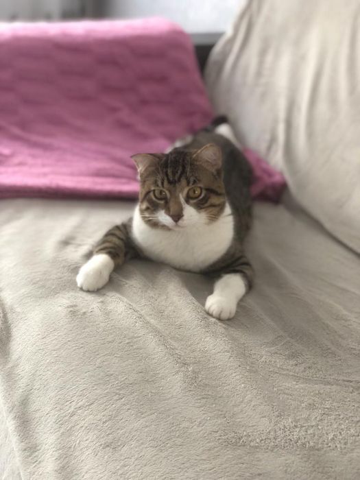 Отдам кота