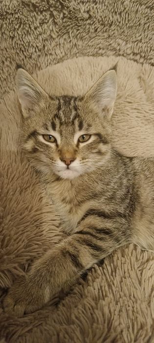 Отдам котенка в хорошие руки