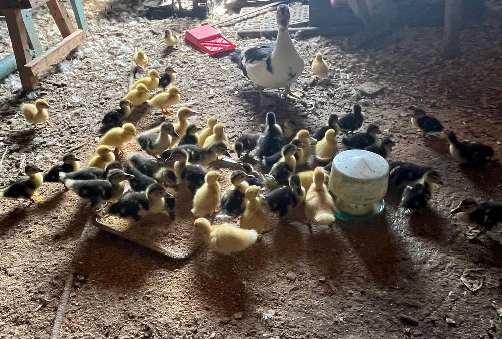 Vând rățuște mute