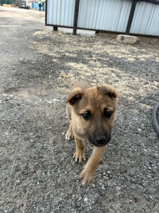 Отдам в добрые руки