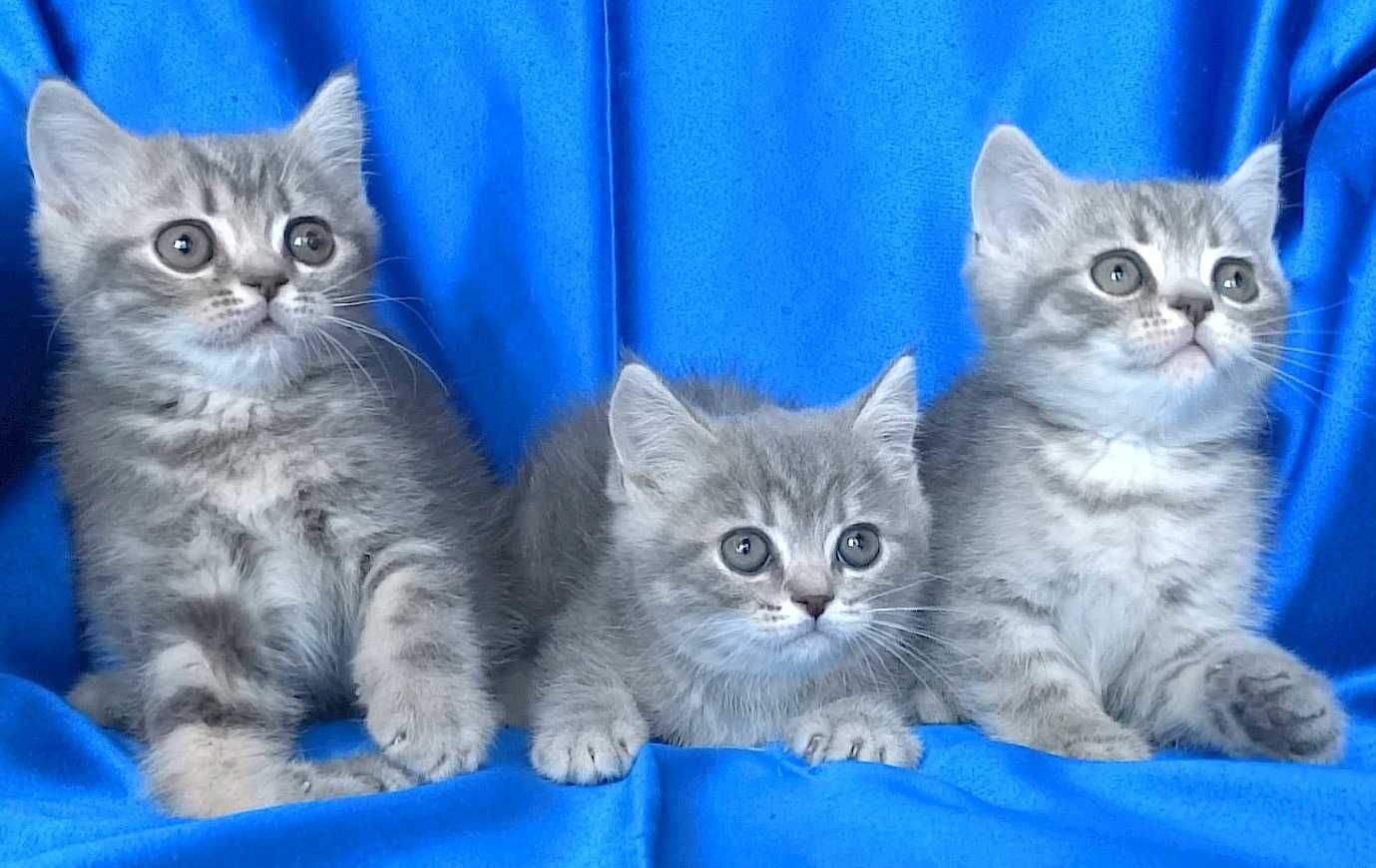 Късокосмести сиви котенца