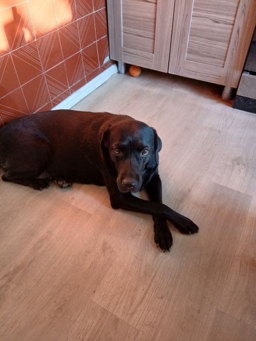 Отдам собаку  добрые руки