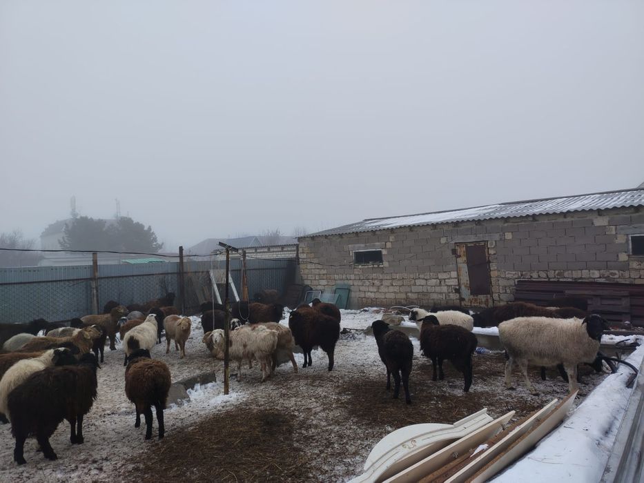 Қой ,тоқтылар сатылымда