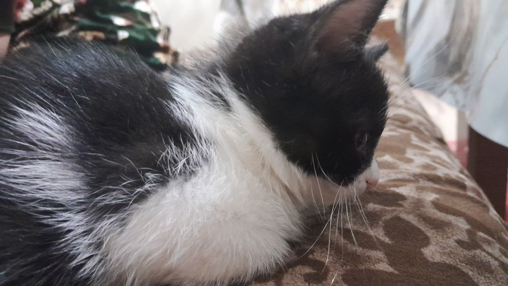 Котёнок, отдам в хорошие руки