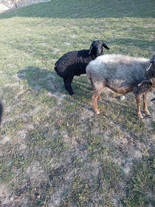 Она бола куй сотилади