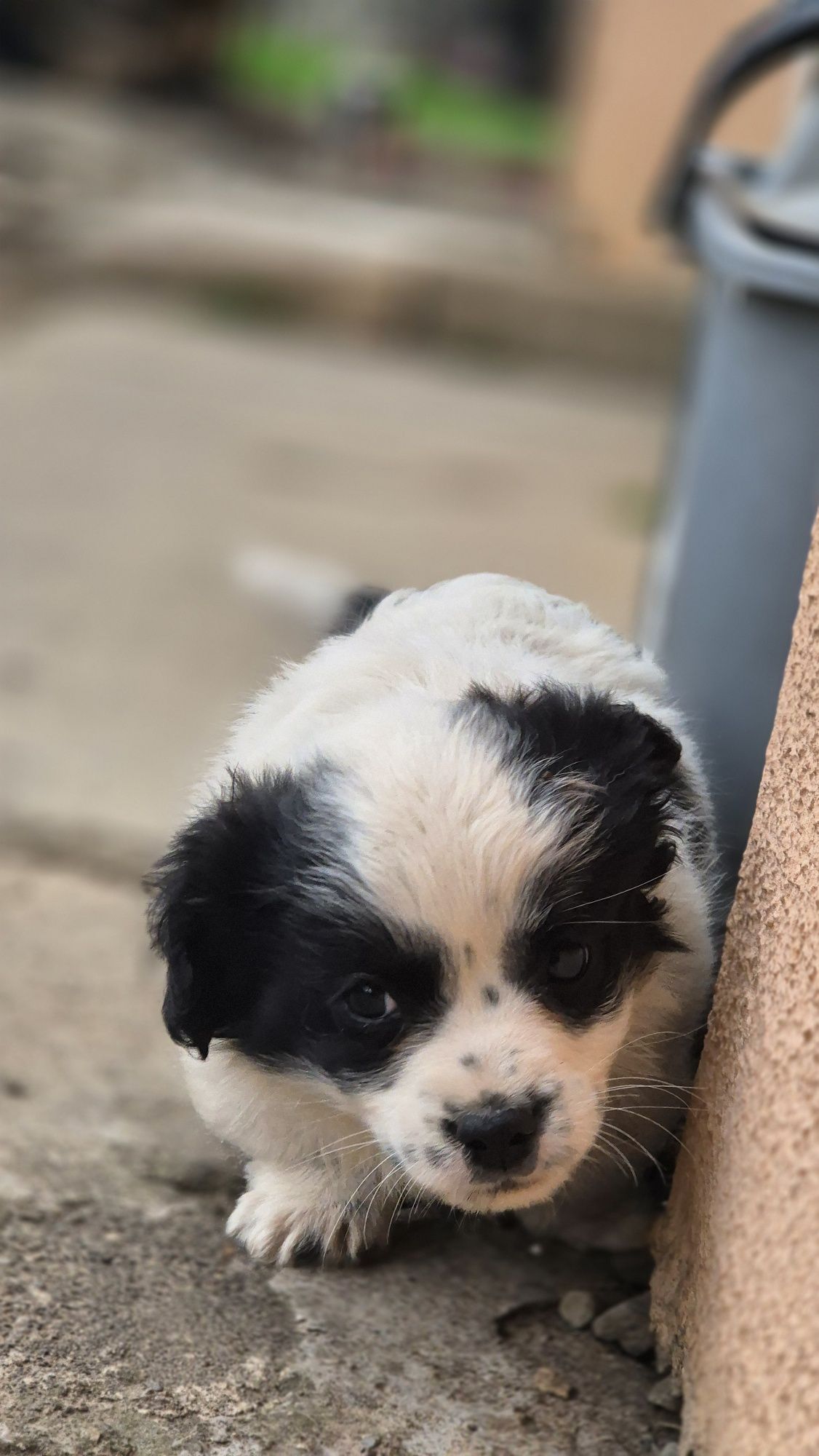 Donez 2 căței mama si un băiețel