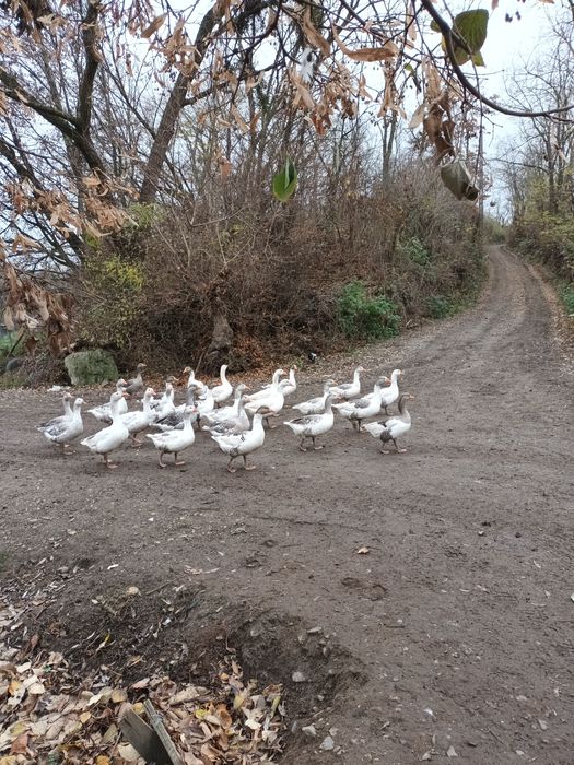 Vând 10 gâște ,200 lei bucata