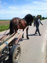 Vând mânză de 2 ani jumate