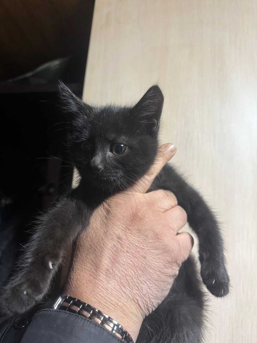 Отдам в добрые руки котенок