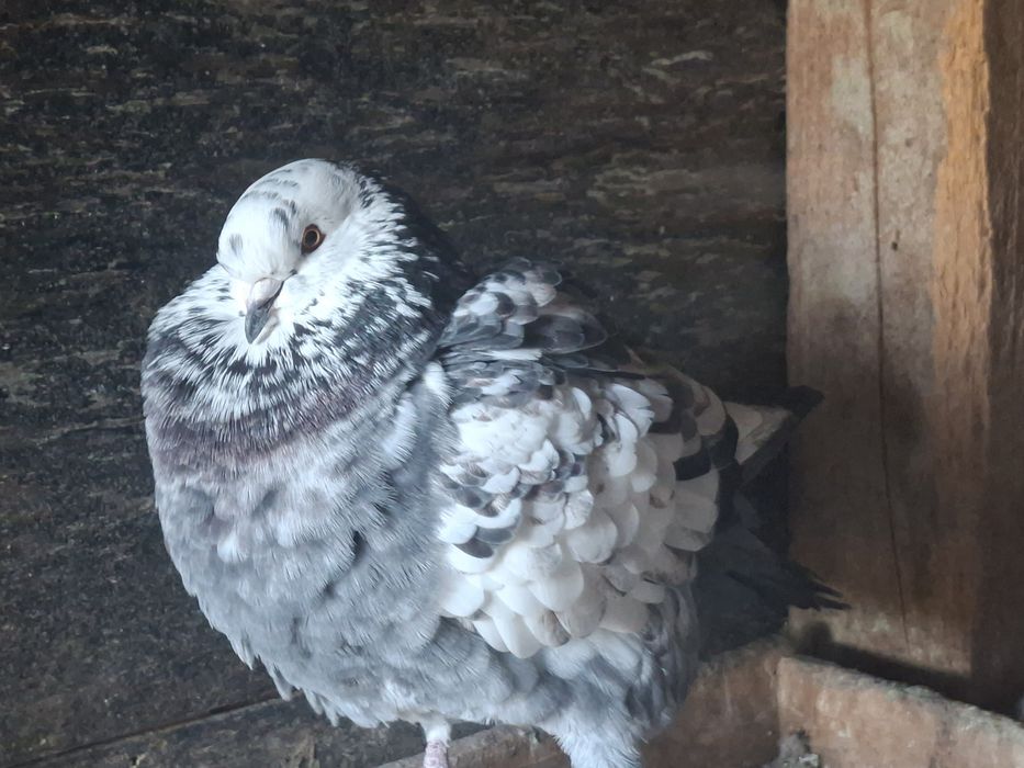 Vand o pereche de  porumbei King