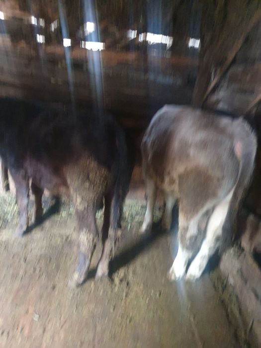 De vânzare ce se vede