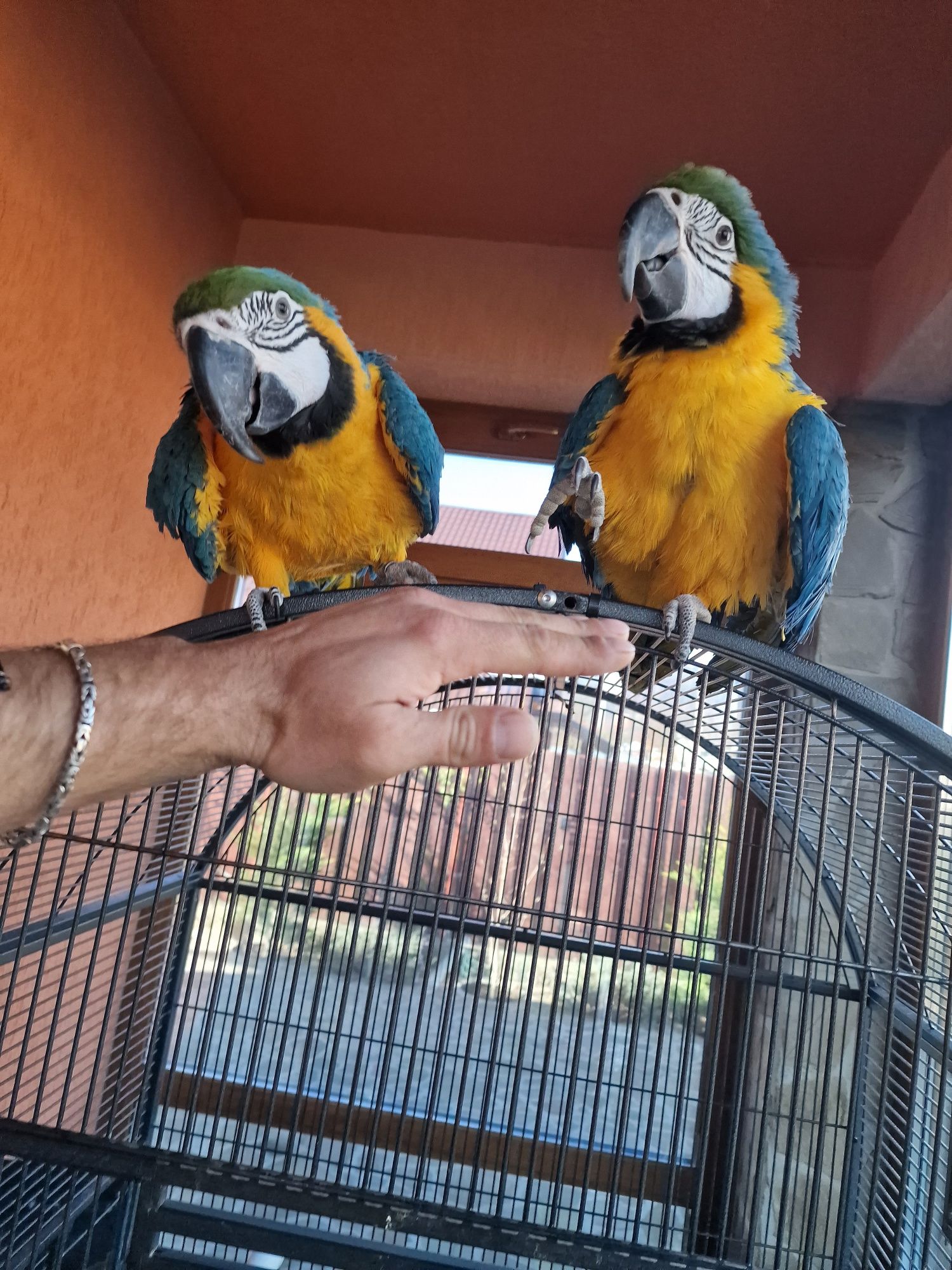 Papagali mari vorbitori pereche Ara Araruna