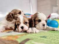 Cavalier king charles spaniel