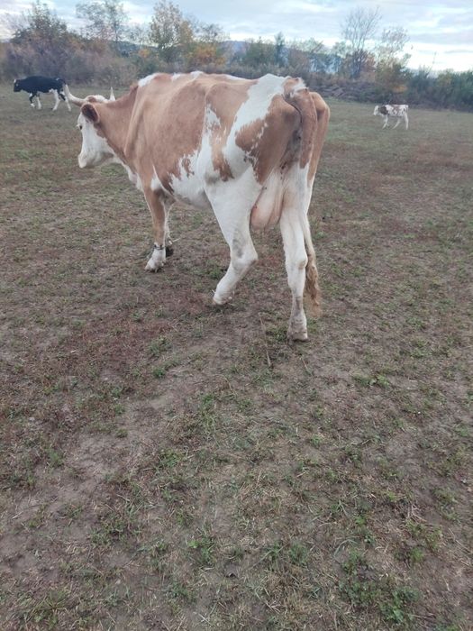 Vaca bălțată de vânzare!!