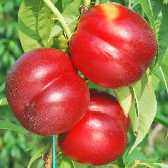 Pomi Fructiferi la Ghiveci (Nectarin )