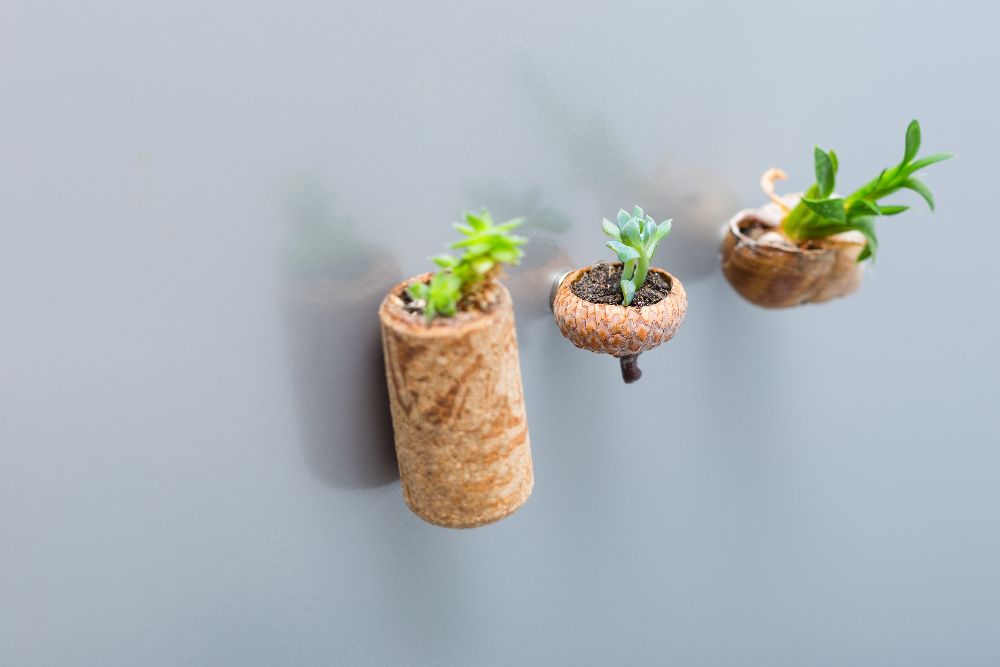 Magnet frigider cu planta (succulent) naturala