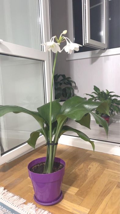 Цветы комнатные