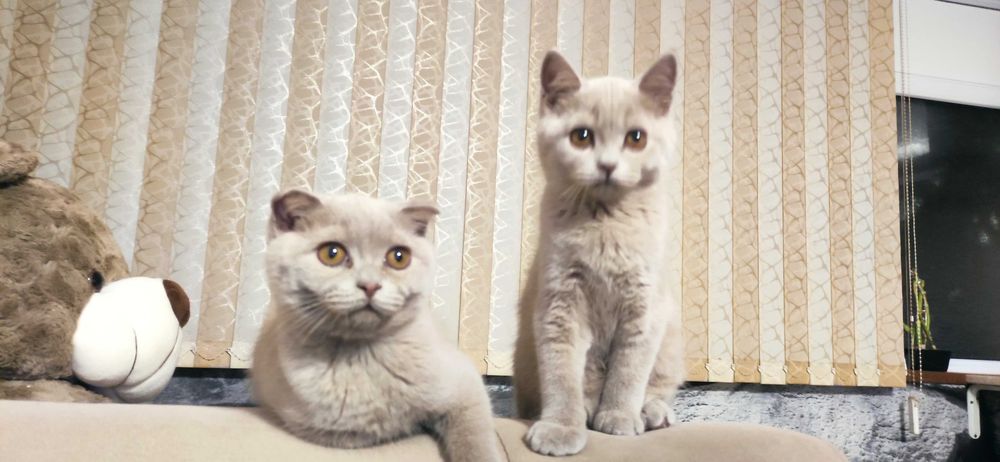 Британски котенца