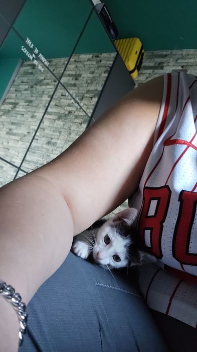 Pui de pisica adopție