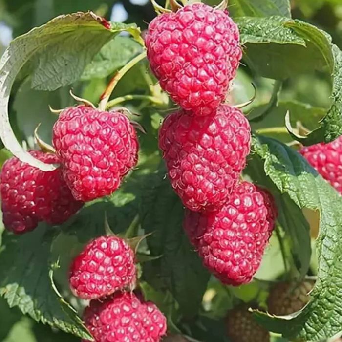 Малина Полана ва Полька,оригинал сорт