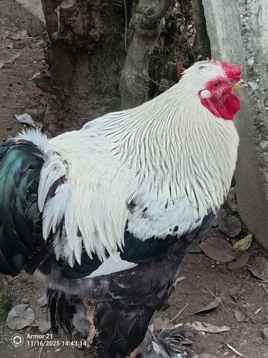 Cocosi luna Aprilie diferite rase si dimensiuni