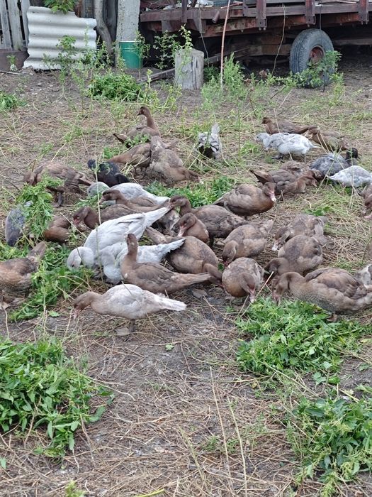 Индоутки тяжёлая линия,молодняк этого года.