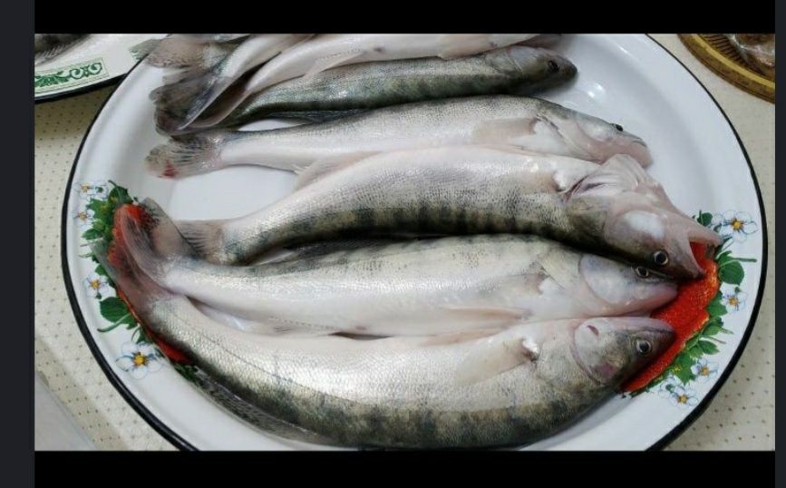 Судак (Көксерке)