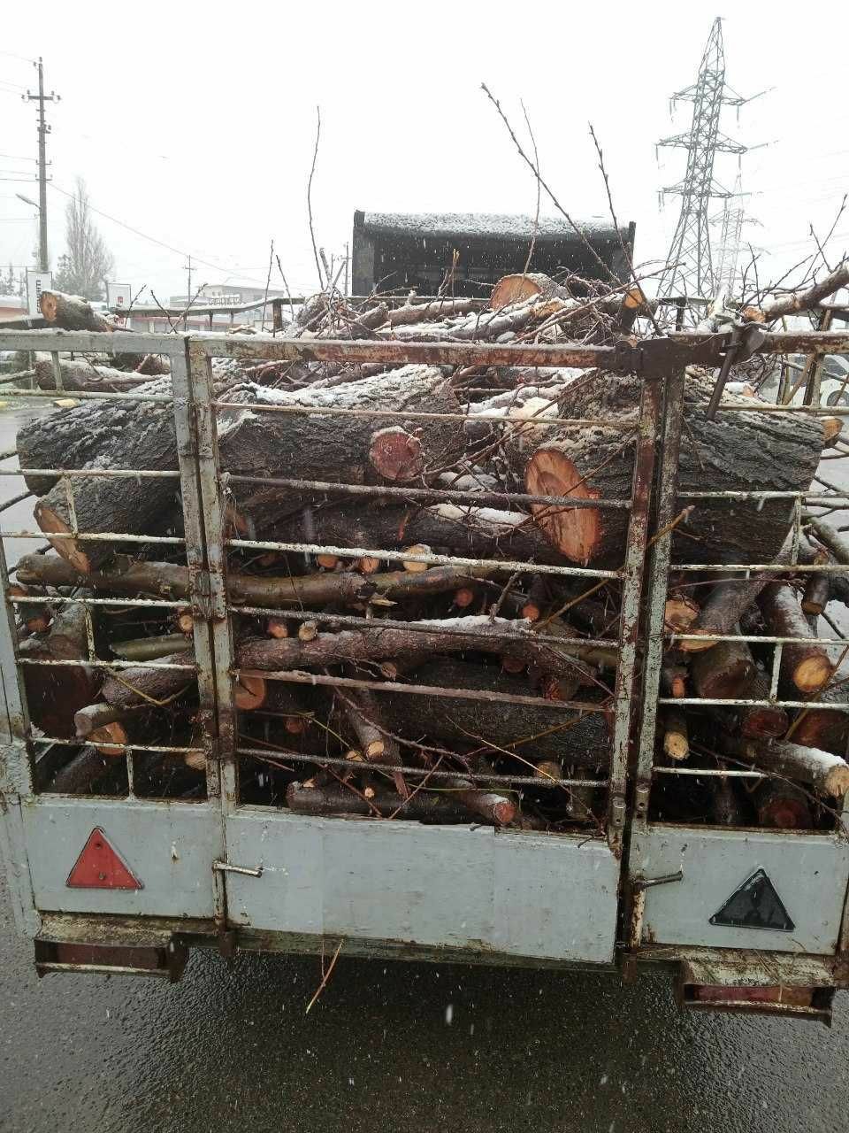 Daraxt kesish/ Спил деревьев, обрезка деревьев, вырубка кустарников