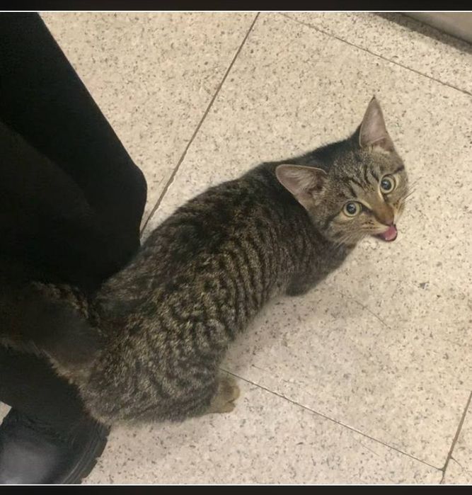 Отдам котёнка мальчик