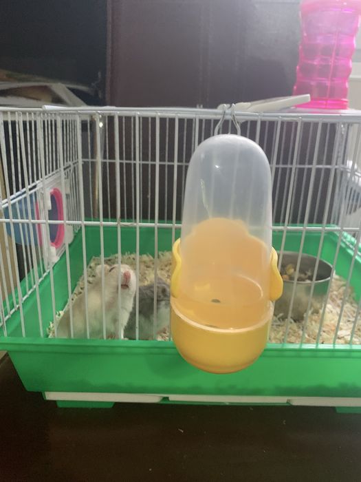 Vand hamsteri pitici femela si mascul de cateva luni
