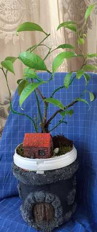 Mandarin,bonsai,plantă citrică