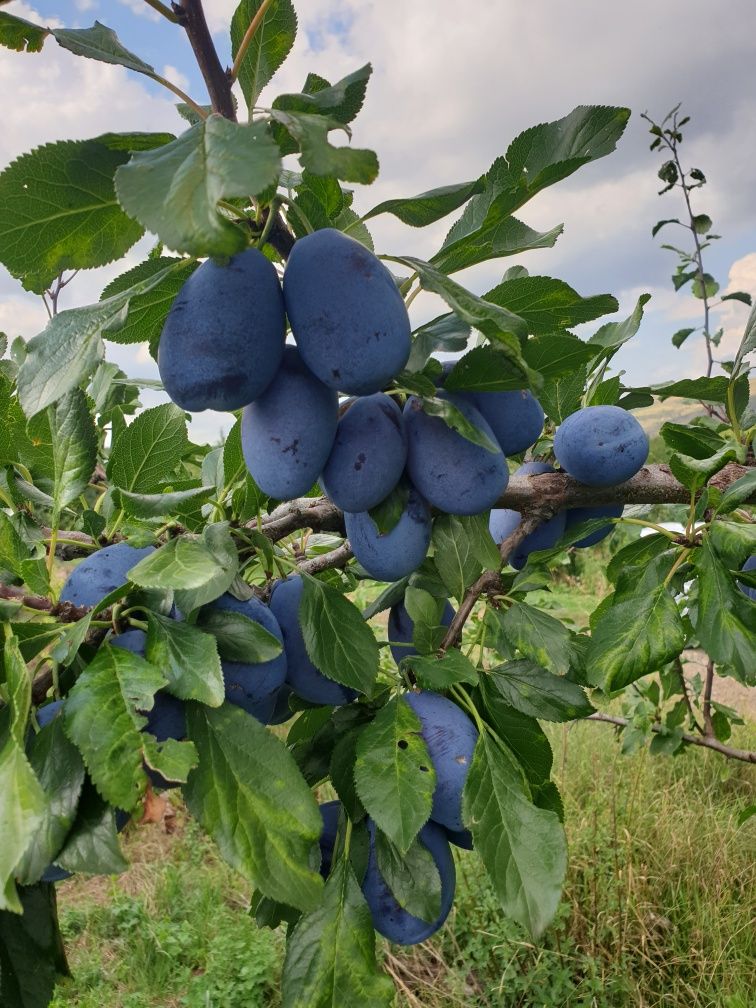 Curățirii de pomi fructiferi