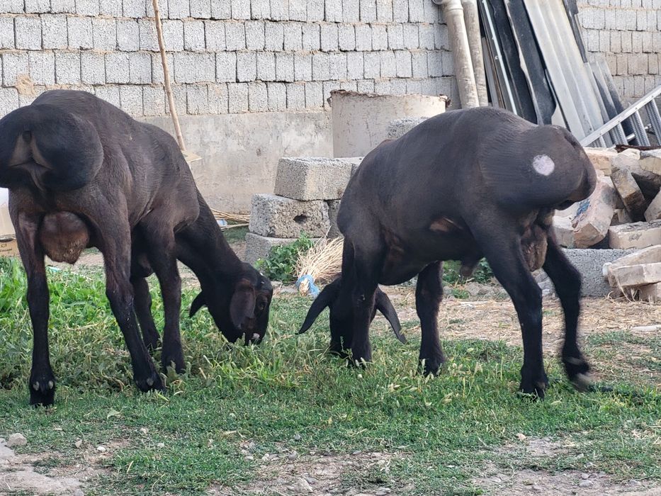 Qo'chqorlar sotiladi
Кучкорлар сотилади
Бараны на продажу