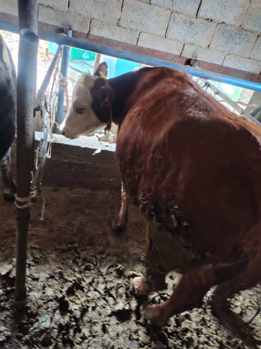 Сиыр Сатылады тайынша семіз