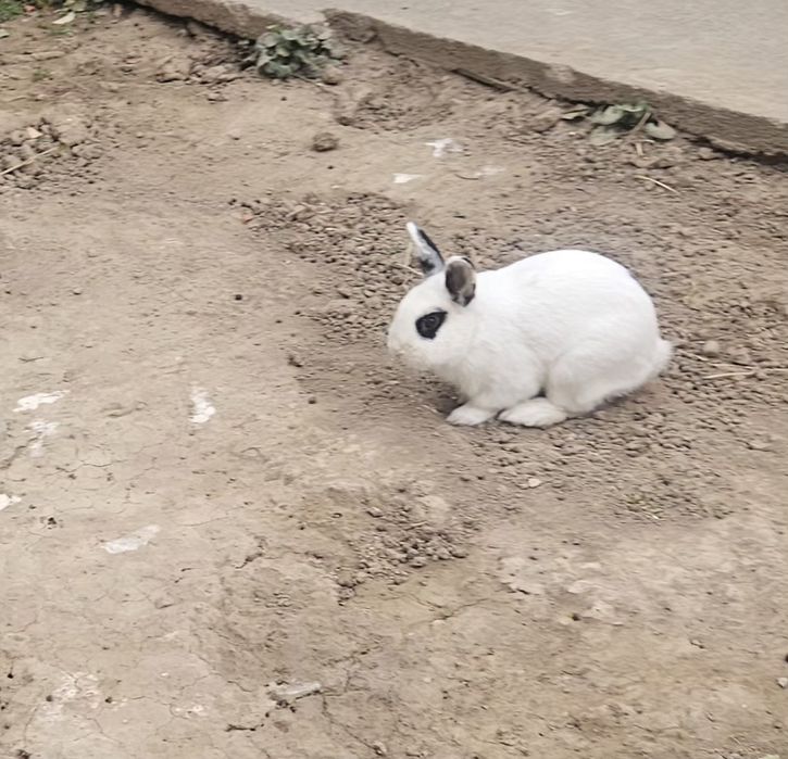 Куён сотилади 1 дона бор
