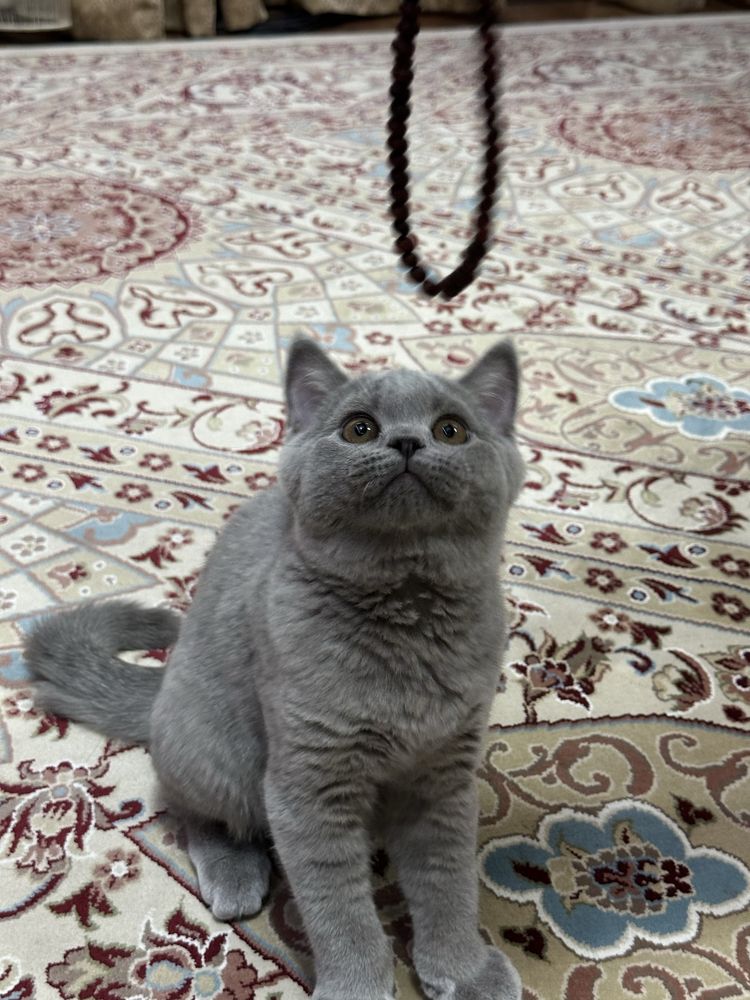 Продам котят , цена договорная