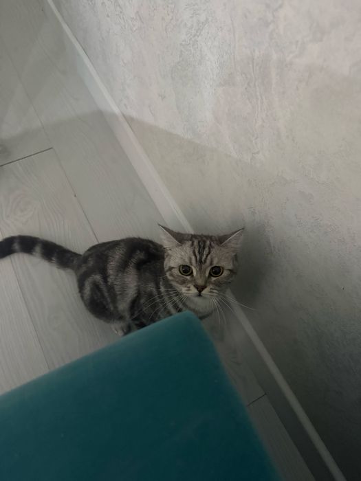 Продаётся кошка породы скоттиш-страйт