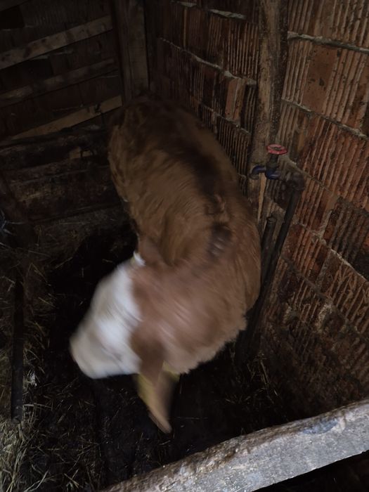 Vitea si vitel  Baltatii