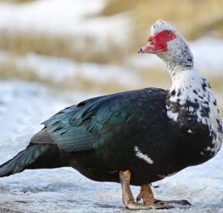 Идутка 10 та хороз 11 та макиён