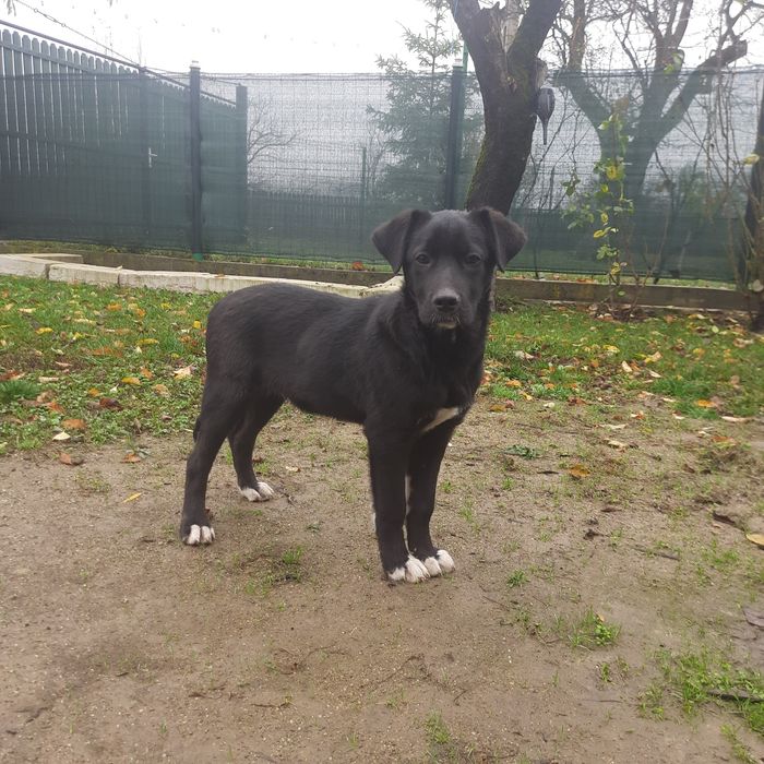 Cățeluș spre adopție