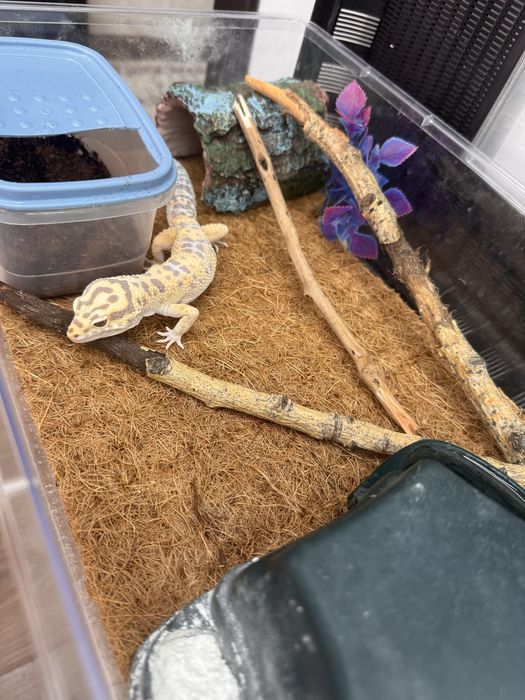 Продам ящерица эублефар