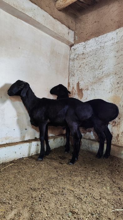 Qozi qochqorla sotiladi