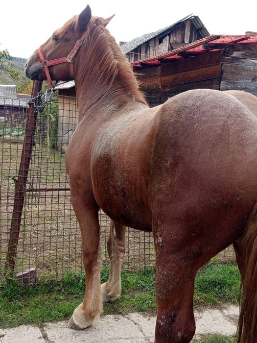 De vanzare manz 2 ani