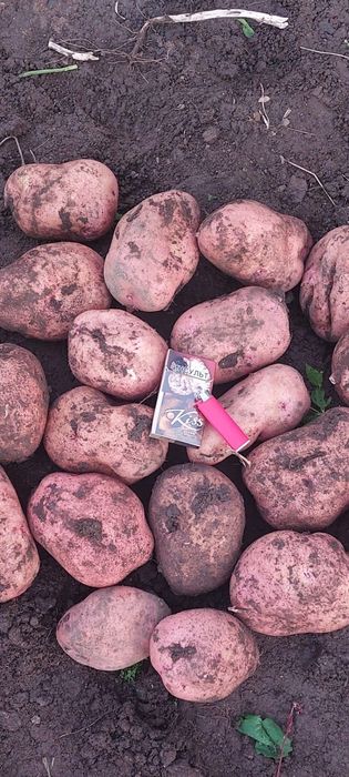 Продам картофель.